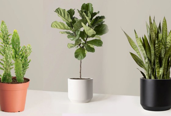 9 houseplants that are almost impossible to kill