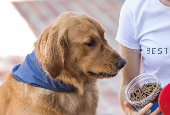 Best Calming Dog Treats