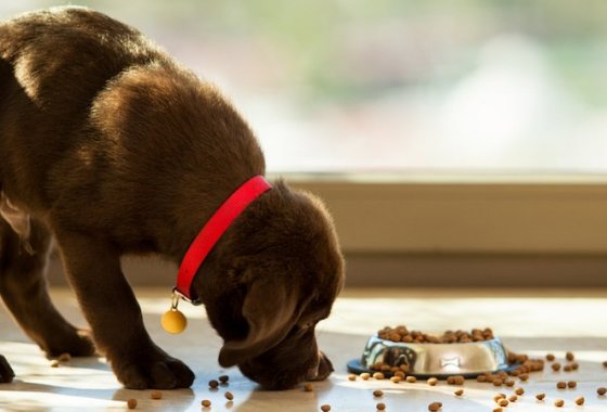 Best Taste of the Wild Dog Food