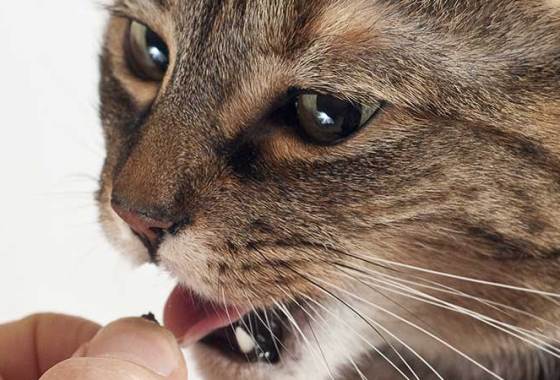 Best Human-Grade Cat Treats