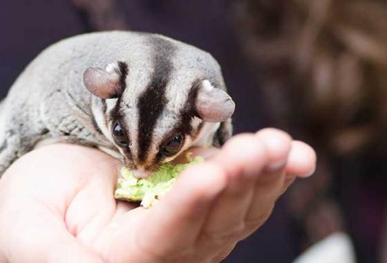 Best Sugar Glider Food