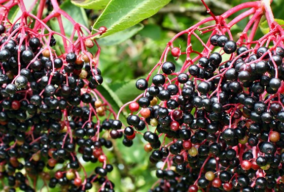 Best Elderberry Supplements
