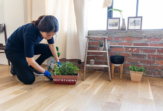 Indoor house plants you can also keep outside in summer