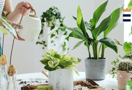 How to grow an indoor garden