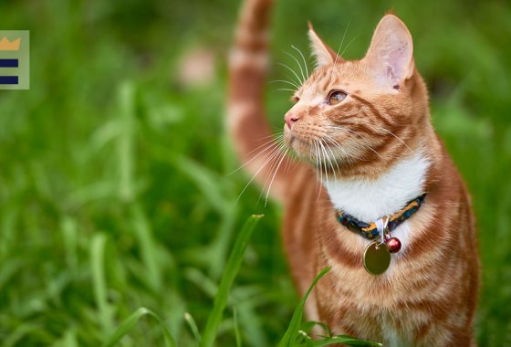 Best calming collar for cats