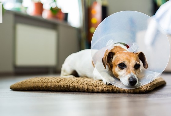 Best dog cone