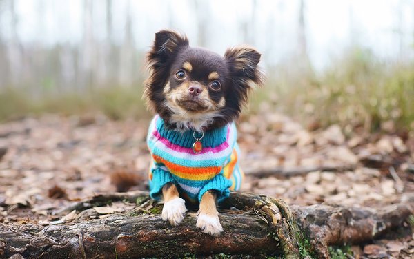 best dog sweaters for small breeds